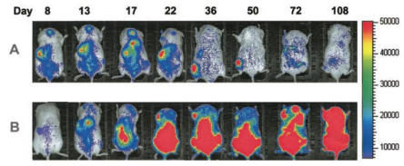 Pharmacokinetics Studies for CGT