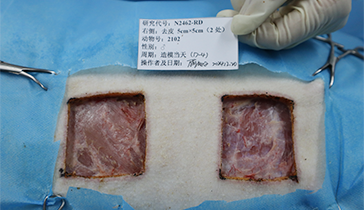 Full-Thickness Skin Excision Wound Model