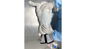 Transdermal Application with Occlusive/Semi-Occlusive Dressing